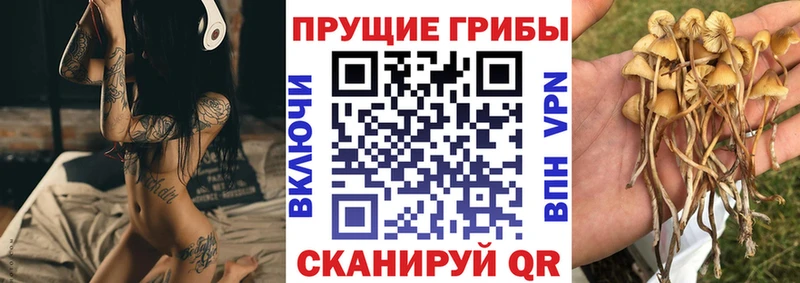 Псилоцибиновые грибы мицелий  Купить закладки  Ельня 